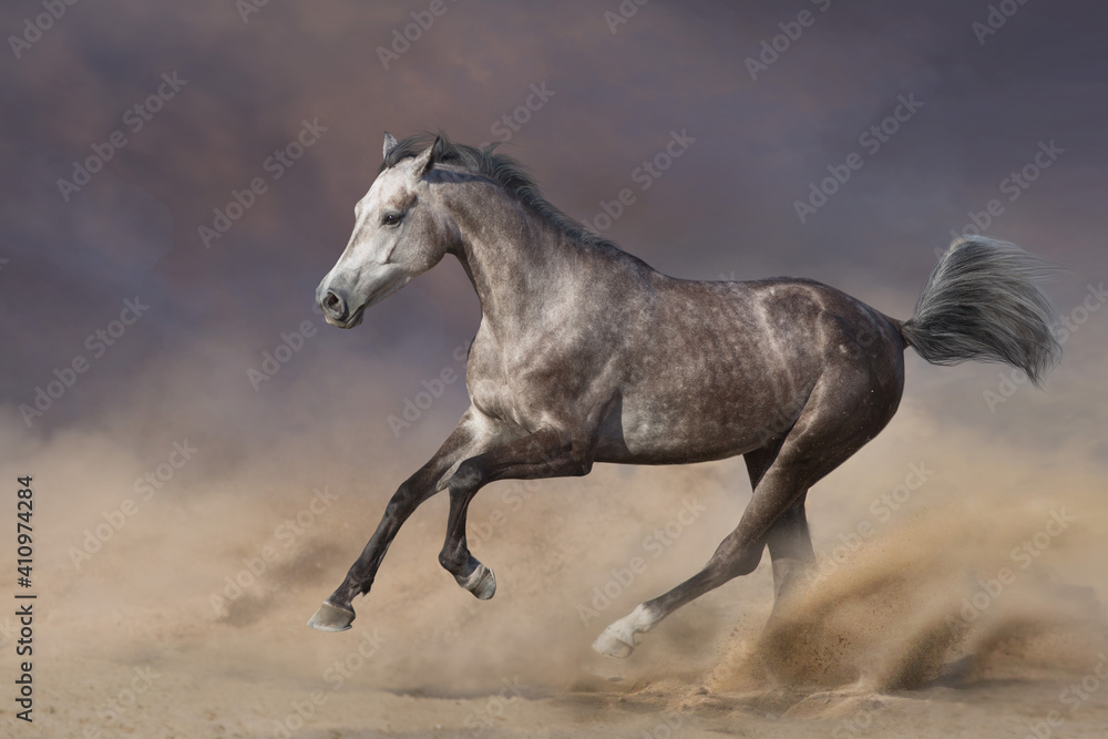 Grey arabian horse run gallop in sandy dust Grey arabian horse run gallop in sandy dust