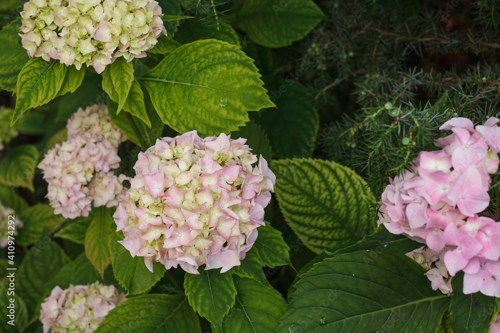 Hydrangea Flowers close up. Small depth of field Hydrangea Flowers close up. Small depth of field