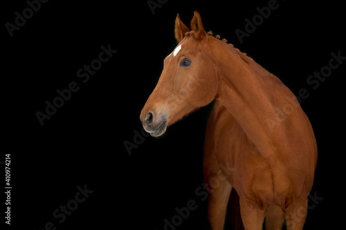 Fototapeta Naklejka Na Ścianę i Meble -  Red horse isolated on white