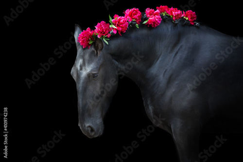 Black frisian stallion portrait with pions in mane portrait isolated on white photo