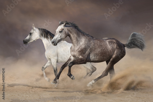 Two grey horses run gallop in desert dust
