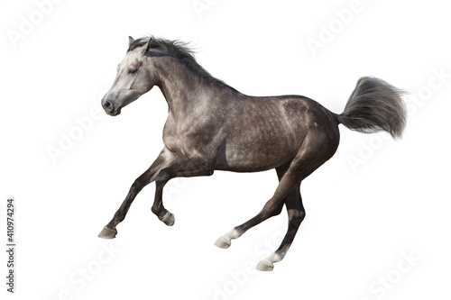Gray horse cutout on white background