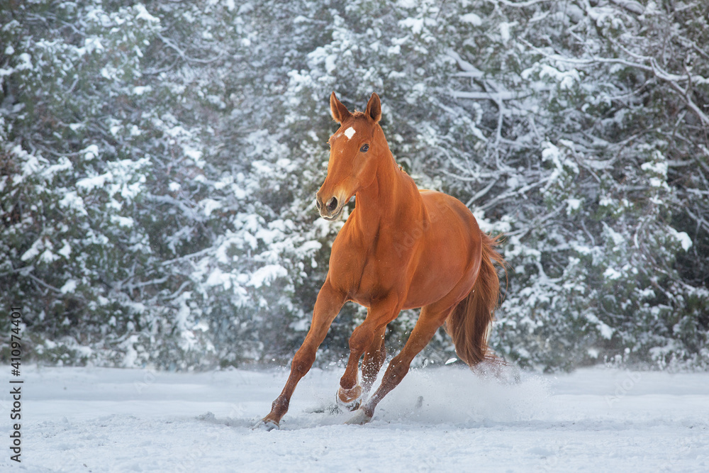 Red Horse run gallop in winter snow wood landscape Red Horse run gallop in winter snow wood landscape