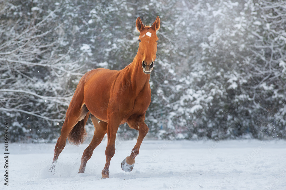 Obraz premium Red Horse run gallop in winter snow wood landscape
