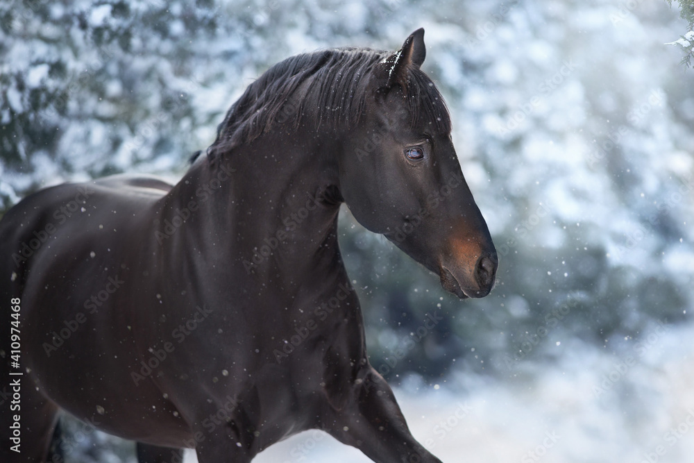 Black stallion in winter snow wood landscape Black stallion in winter snow wood landscape
