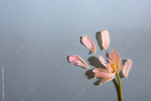 Close up top view on big white tulip with separated petals on blue background with copy space. Floral spring backdrop