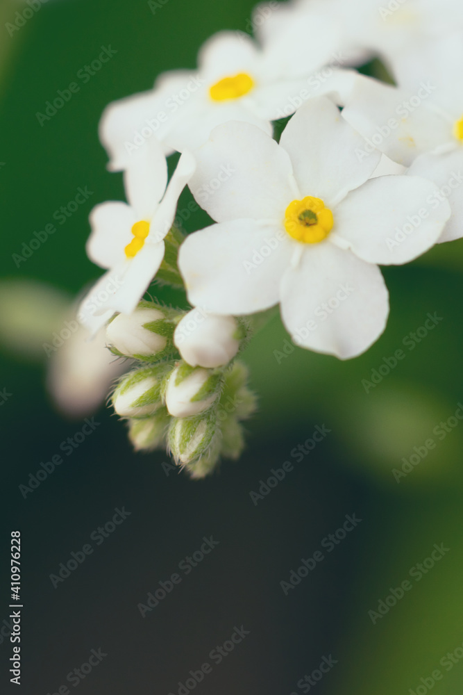 Macro extremely close up photo of white forget-me-not flower with blurred background bokeh