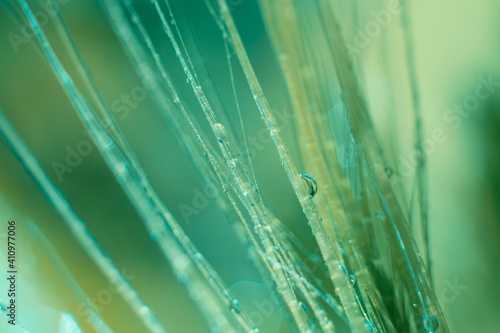 Botanical macro backdrop in green colors. Wet spike with water droplets  long grass with bokeh effect background