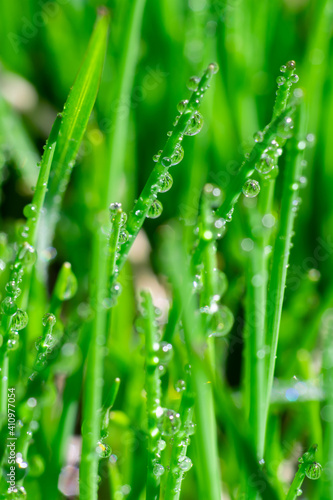 Vertical natural background with vivid green grass and macro view of clear water drops after rain on it. Macro photo