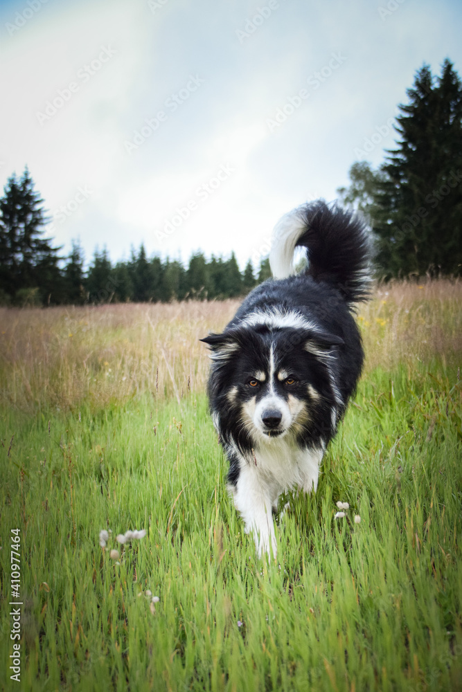 border collie is running in the field in the nature, in mountain in czech republic. She is very happy. border collie is running in the field in the nature, in mountain in czech republic. She is very happy.