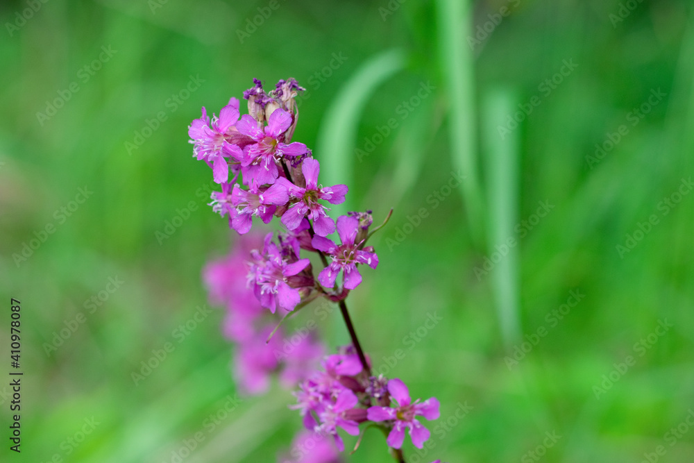 Pinl colored Viscaria vulgaris flowers also known as the sticky catchfly or clammy campion on green blurred background with bokeh effect. Pinl colored Viscaria vulgaris flowers also known as the sticky catchfly or clammy campion on green blurred background with bokeh effect.