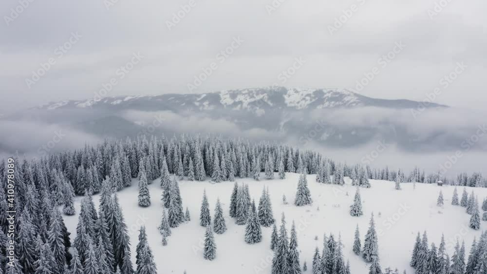  Flying over endless spruce treetops covered in snow and ice. Aerial view of stunning snowy pine forest 