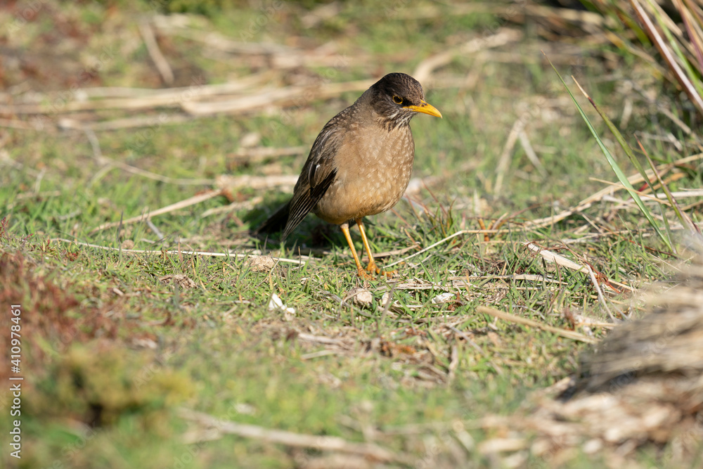 The Austral Thrush or Falkland Thrush (Turdus falcklandii) The Austral Thrush or Falkland Thrush (Turdus falcklandii)
