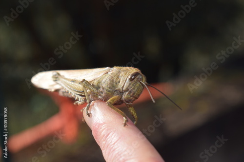 Egyptian locust (Anacridium aegyptium) on a hand photo