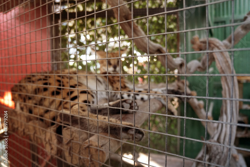 Blurred image of serval cat behind the cage net.