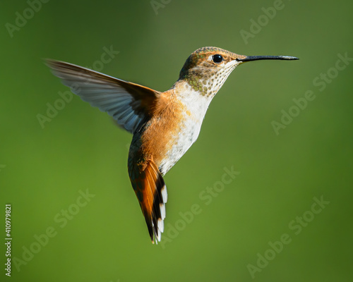 Canvas-taulu Rufous Hummingbird hovering in profile with wings back and head forward  against