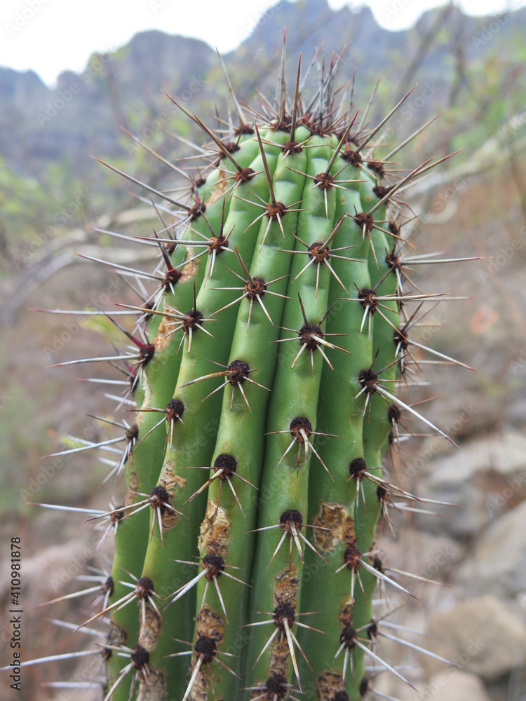 a cactus on a hiking trail close to Loreto in Baja California Sur in the month of January, Mexico a cactus on a hiking trail close to Loreto in Baja California Sur in the month of January, Mexico