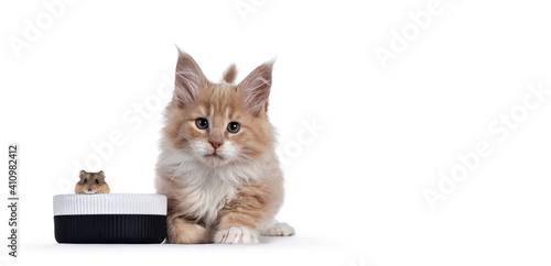 Fluffy creme with white Maine Coon cat kitten, sitting beside ceramis food bowl with hamster looking over the the edge. Looking towards camera. Isolated on white background. photo