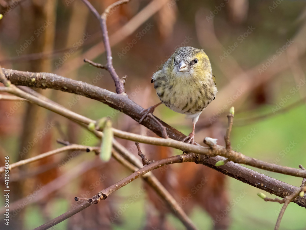 Fototapeta premium A female Siskin (spinus spinus) perched amongst hazel branches.Natural pose.