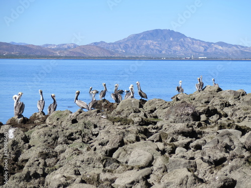 pelicans close to Loreto in Baja California Sur in the month of January, Mexico