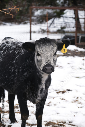 Young speckled longhorn cow portrait in winter snow.