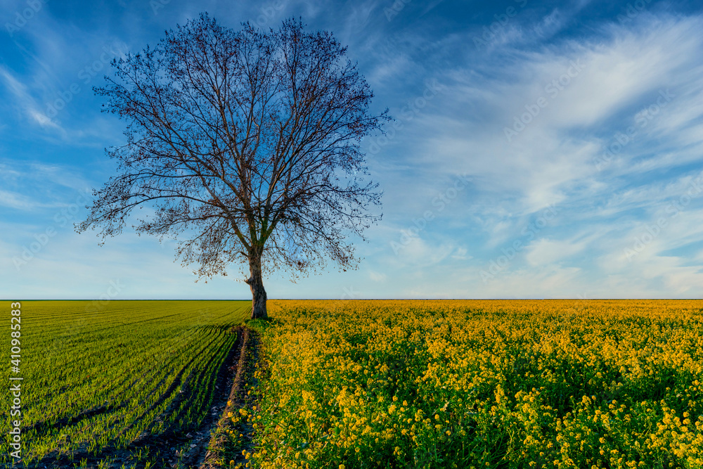 Obraz premium Tree of Life