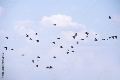 Flock of birds flying in the blue sky