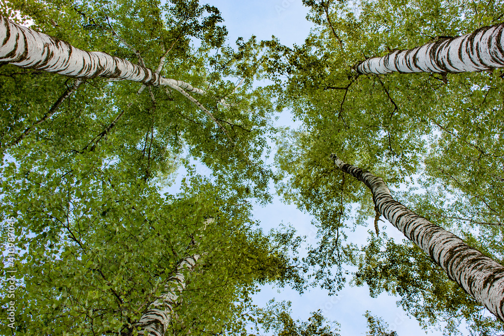 Fototapeta premium Birch trees