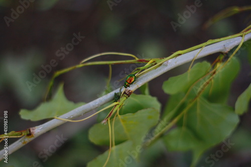 Beetle on a branch