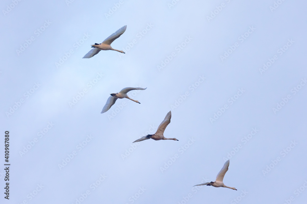 four young swans flying in formation in cloudy sky four young swans flying in formation in cloudy sky