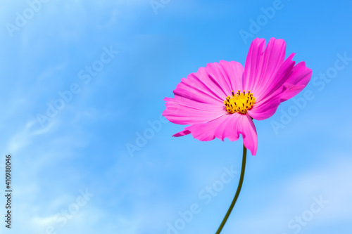 Pink cosmos flower blooming on spring season contrast with the clear blue sky