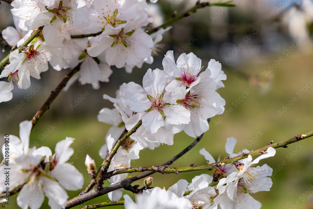 Spring blooming. Almond tree blossoming closeup Spring blooming. Almond tree blossoming closeup