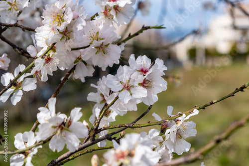 Spring blooming. Almond tree blossoming background