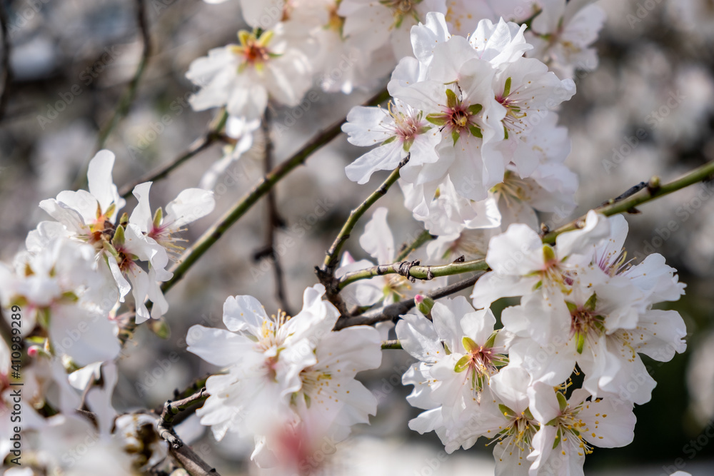 Spring blooming. Almond tree blossoming background Spring blooming. Almond tree blossoming background