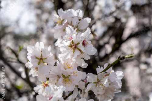 Spring blooming. Almond tree blossoming background