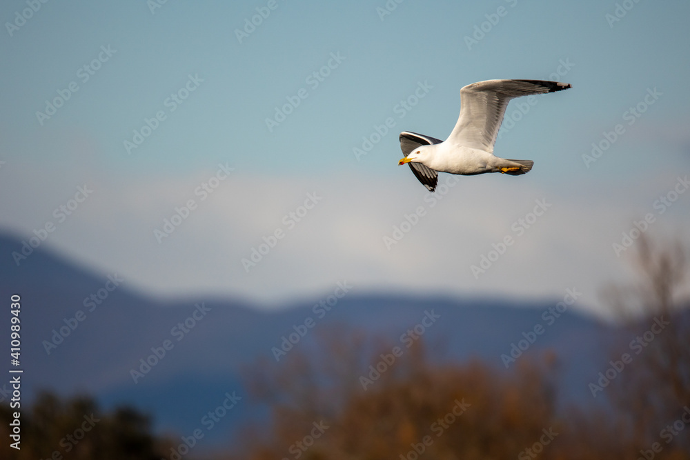 Gaviota Patiamarilla en vuelo