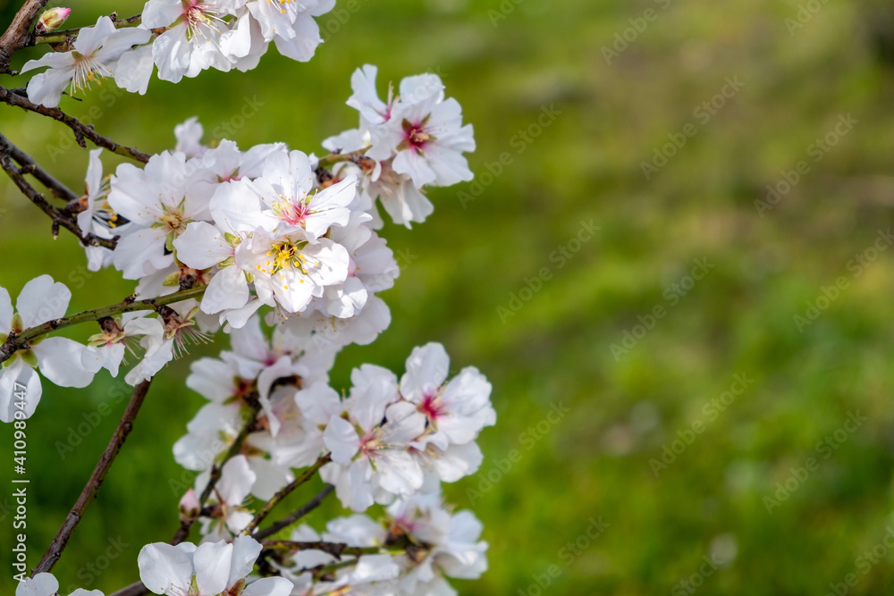 Spring blooming. Almond tree blossoming closeup