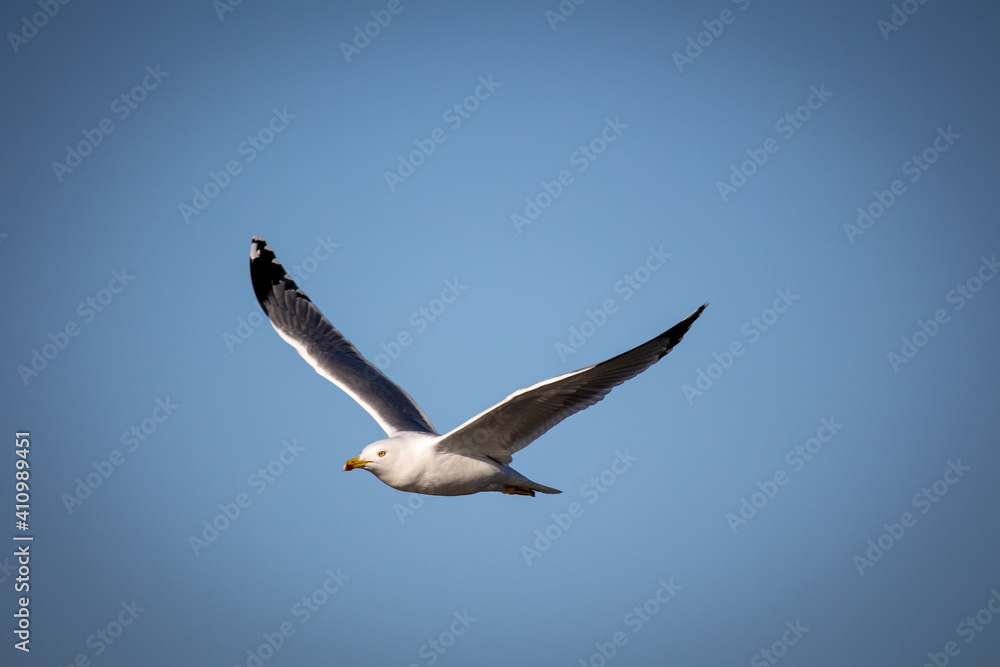Gaviota Patiamarilla en vuelo