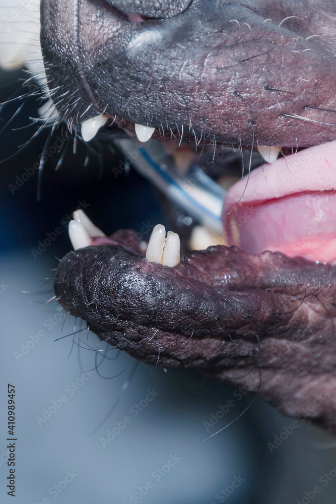 Obraz premium Dog with double fangs. Permanent and temporary teeth at the same time. Close up.