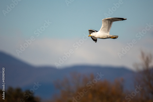 Gaviota Patiamarilla en vuelo