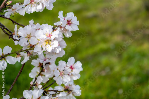 Spring blooming. Almond tree blossoming closeup © Rawf8