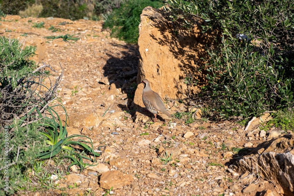 Wild red legged partridge in natural habitat, Attica Greece
