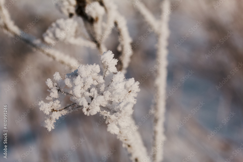 Dried plants in a winter park. The plants are covered with beautiful snow patterns. Shot close-up. Dried plants in a winter park. The plants are covered with beautiful snow patterns. Shot close-up.