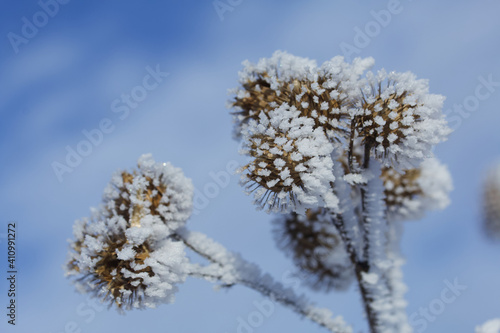Dried plants in a winter park. The plants are covered with beautiful snow patterns. Shot close-up. © f2014vad