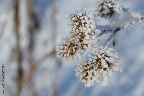 Dried plants in a winter park. The plants are covered with beautiful snow patterns. Shot close-up.