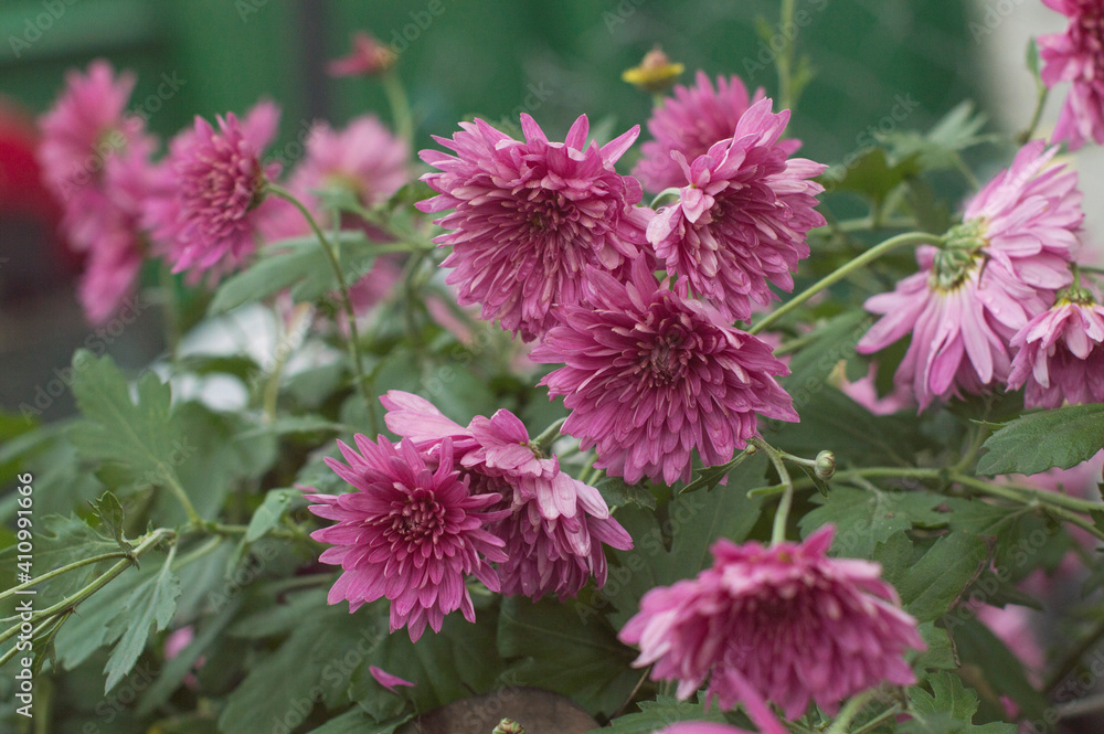 Obraz premium Chrysanthemums are pink.