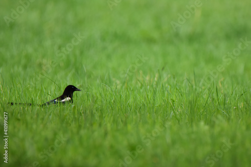 bird on the grass