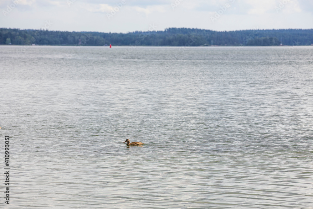 Beautiful view of waterfowl bird on Baltic sea surface. Natural backgrounds. Sweden. Beautiful view of waterfowl bird on Baltic sea surface. Natural backgrounds. Sweden.