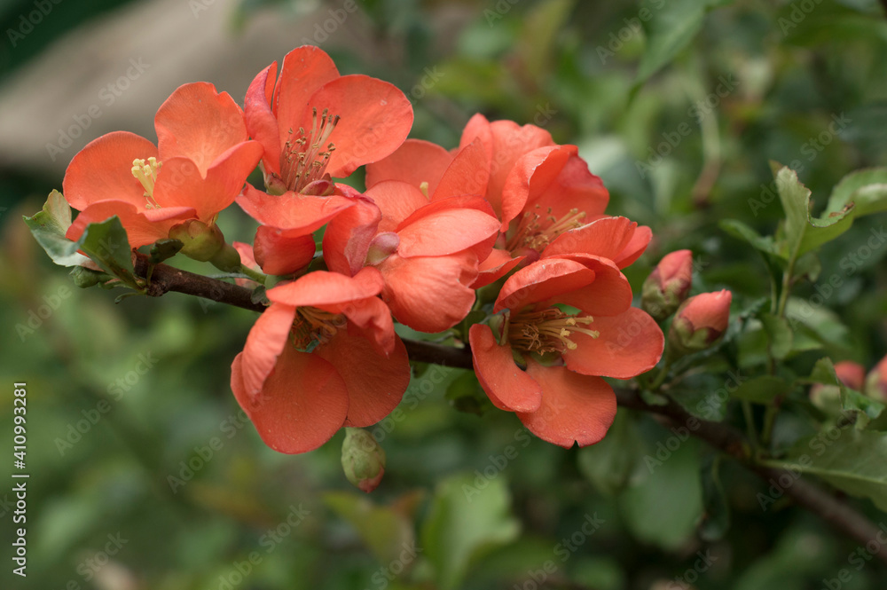 Obraz premium Red quince buds.