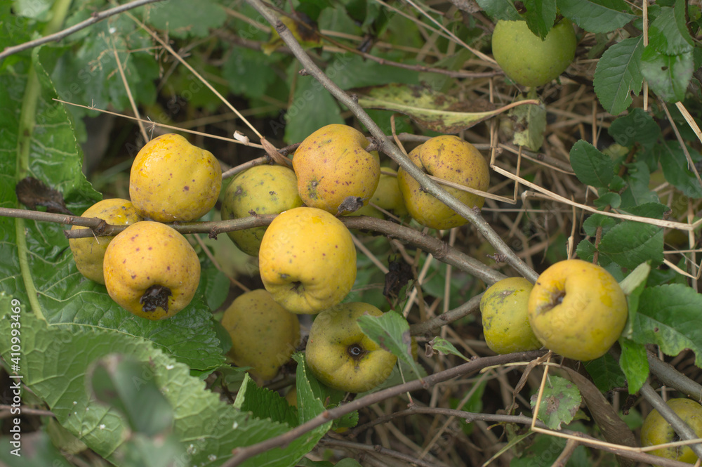 
Fruits turn yellow on the quince bush.